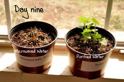 El agua calentada en el microondas, mata las plantas.