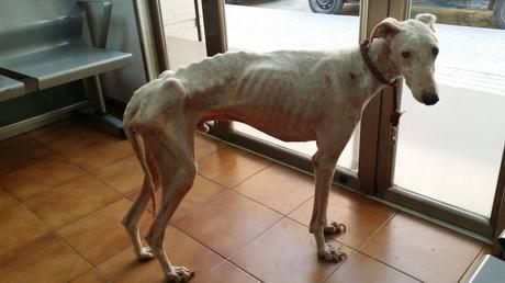 URGENTE!! GALGO EN TERRIBLES CONDICIONES. (VALENCIA)