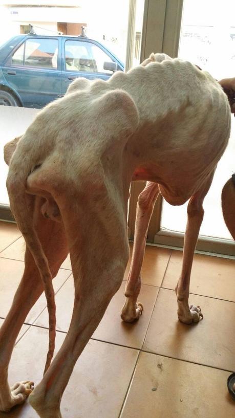 URGENTE!! GALGO EN TERRIBLES CONDICIONES. (VALENCIA)