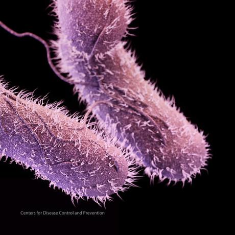 Se rechaza alargar la fecha de caducidad de los huevos salmonella