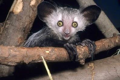 ¿Un animal condenado por ser feo? El Aye-Aye ¿Un animal condenado por ser feo? El Aye-Aye