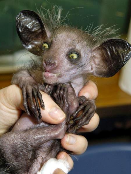 ¿Un animal condenado por ser feo? El Aye-Aye ¿Un animal condenado por ser feo? El Aye-Aye