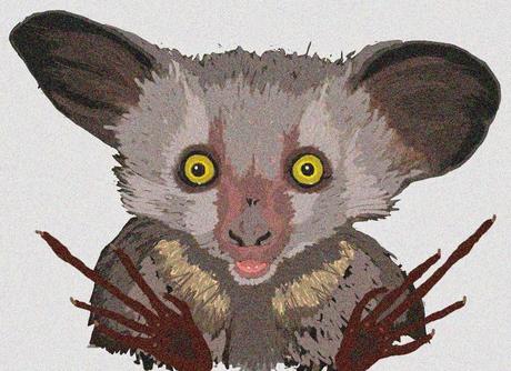 ¿Un animal condenado por ser feo? El Aye-Aye ¿Un animal condenado por ser feo? El Aye-Aye
