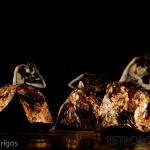 Prague Chamber Ballet clausura de forma espectácular el Festival Lila López