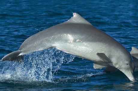 delfín jorobado australiano (Sousa sahulensis)