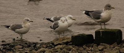 Escapada invernal a Irlanda Escapada invernal a Irlanda