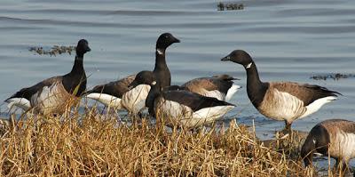 Escapada invernal a Irlanda Escapada invernal a Irlanda