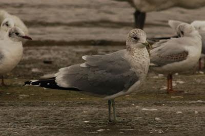 Escapada invernal a Irlanda Escapada invernal a Irlanda
