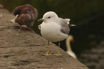 Escapada invernal a Irlanda Escapada invernal a Irlanda