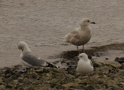 Escapada invernal a Irlanda Escapada invernal a Irlanda
