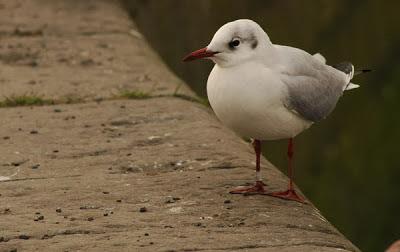 Escapada invernal a Irlanda Escapada invernal a Irlanda
