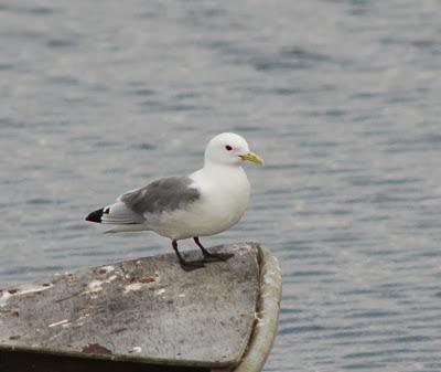 Escapada invernal a Irlanda Escapada invernal a Irlanda