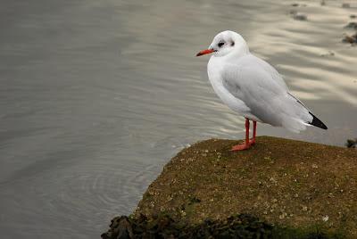 Escapada invernal a Irlanda Escapada invernal a Irlanda