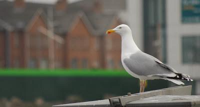 Escapada invernal a Irlanda Escapada invernal a Irlanda