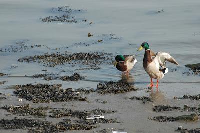 Escapada invernal a Irlanda Escapada invernal a Irlanda