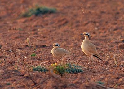 Fotografiando aves en Marruecos.