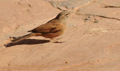 Fotografiando aves en Marruecos.