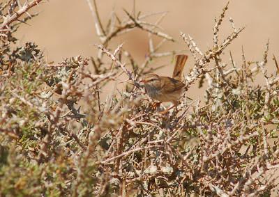 Birdwatching en el Sahara Atlántico Marroquí
