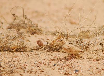 Birdwatching en el Sahara Atlántico Marroquí
