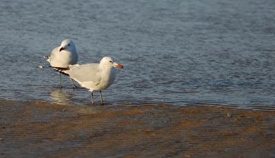 Información de gaviotas de audouin y cabecinegra Información de gaviotas de audouin y cabecinegra