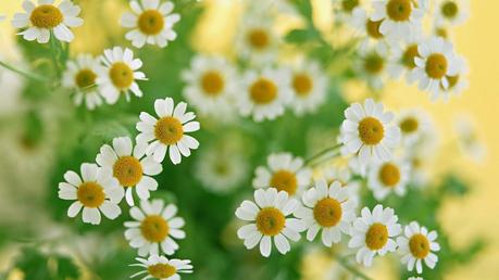 plantas medicinales, propiedades manzanilla plantas medicinales, propiedades manzanilla