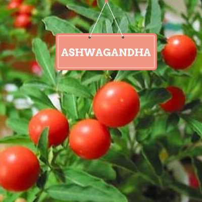 Ashwagandha o el Ginseng indio