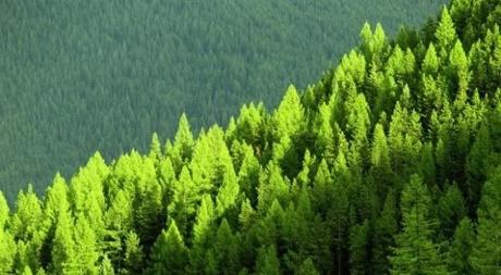 Los bosques del mundo son una fuente de riqueza