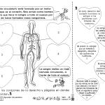 Aparato circulatorio 3er Grado Aparato circulatorio