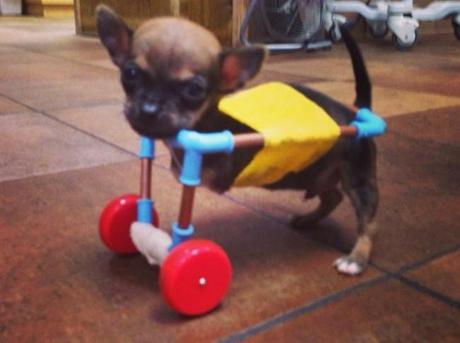 Un chihuahua puede caminar gracias a la impresión 3D Primer carrito creado en la veterinaria