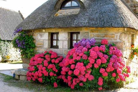 Casas con Flores Casas con Flores