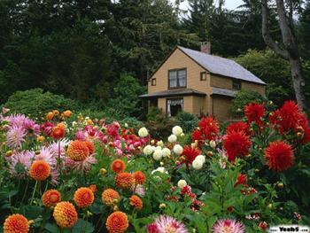 Casas con Flores Casas con Flores