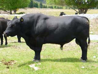 DE GRETA VALLEY A LAS LLANURAS DE ROHAN DE GRETA VALLEY A LAS LLANURAS DE ROHAN