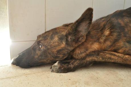 MUY URGENTE!! GALGUITA EN LA PERRERA DE BADAJOZ. SU SACRIFICIO EL DÍA 21 DE AGOSTO. MUY URGENTE!! GALGUITA EN LA PERRERA DE BADAJOZ. SU SACRIFICIO EL DÍA 21 DE AGOSTO.