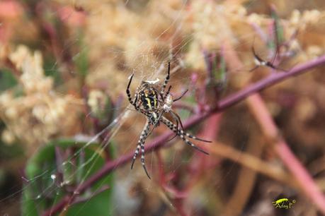 La Araña Tigre