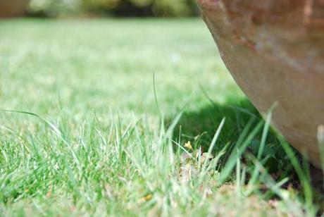 Porqué crece el césped? - Paperblog