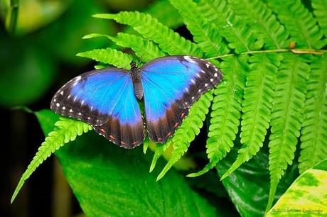 Bellezas En El Mundo: Mariposas