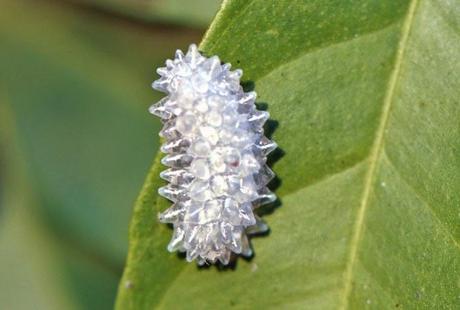 Bellezas En El Mundo: Mariposas