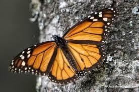 Bellezas En El Mundo: Mariposas