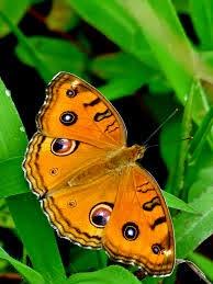 Bellezas En El Mundo: Mariposas