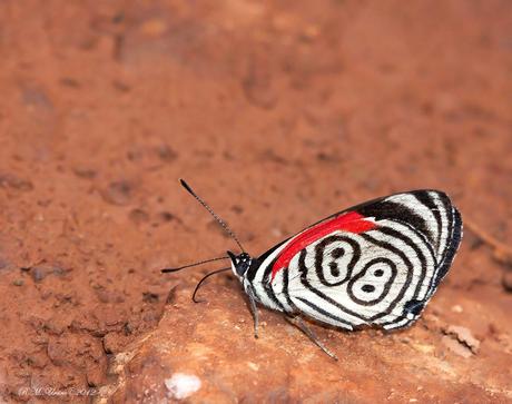 Bellezas En El Mundo: Mariposas