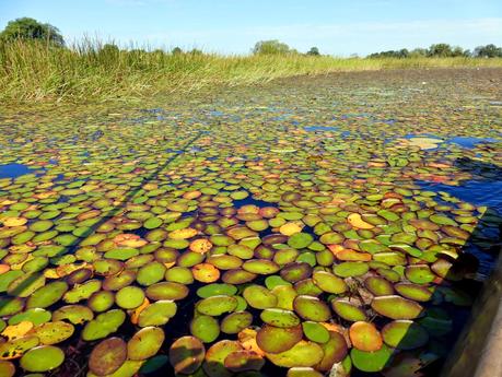 Por el Delta del Okavango