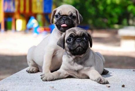 Consejos caninos 'Ago 2014' Consejos caninos 'Ago 2014'