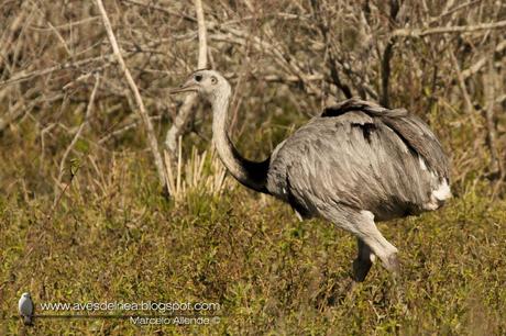 Ñandú (Greater Rhea) Rhea americana Ñandú (Greater Rhea) Rhea americana