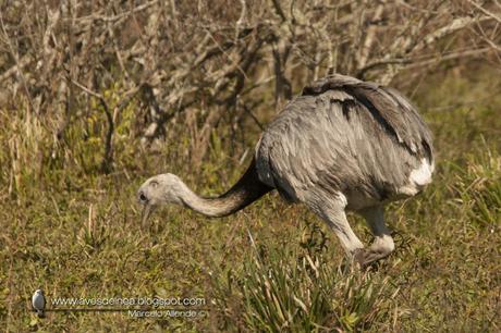 Ñandú (Greater Rhea) Rhea americana Ñandú (Greater Rhea) Rhea americana