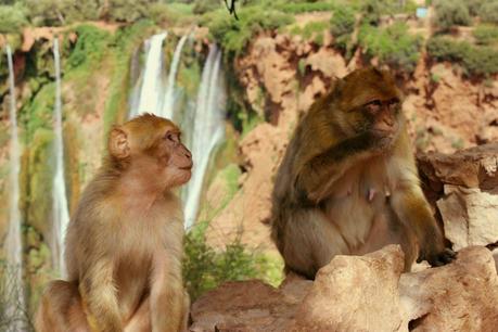 Essaouira y las Cascadas de Ouzoud