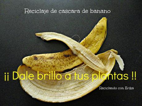Reciclaje de cascara de banano , para dar brillo a las plantas Reciclaje de cascara de banano , para dar brillo a las plantas