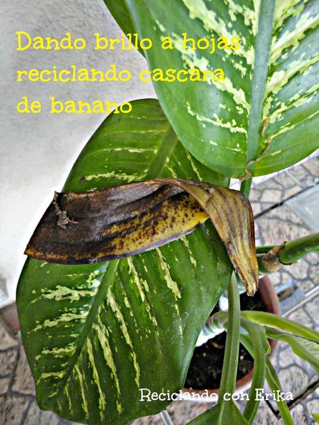 Reciclaje de cascara de banano , para dar brillo a las plantas Reciclaje de cascara de banano , para dar brillo a las plantas