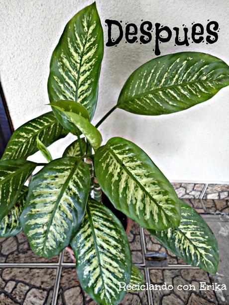 Reciclaje de cascara de banano , para dar brillo a las plantas Reciclaje de cascara de banano , para dar brillo a las plantas