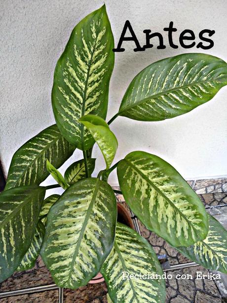 Reciclaje de cascara de banano , para dar brillo a las plantas Reciclaje de cascara de banano , para dar brillo a las plantas