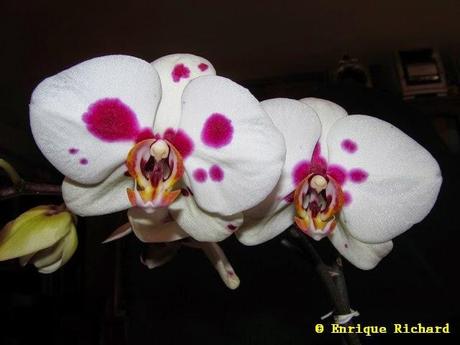 PORTFOLIO NATURAL: Orquídeas del género Phalaenopsis... del jardín de la Dra Denise Ilcen Conteras Zapata